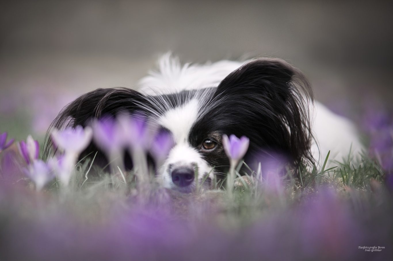 Ein Hund liegt entspannt zwischen lila Krokussen auf einer Wiese.