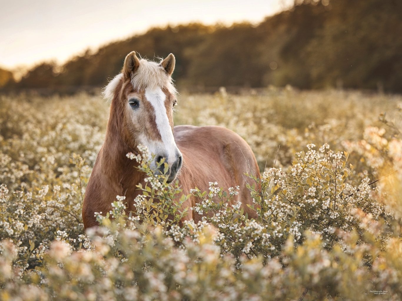 Braunes Pferd steht in einer blühenden Wiese bei Sonnenuntergang.