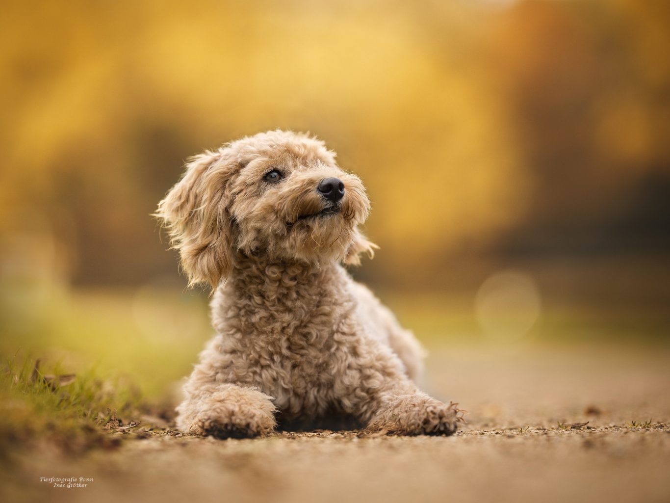 Ein brauner Hund liegt entspannt auf einem Weg, umgeben von herbstlichen Farben.