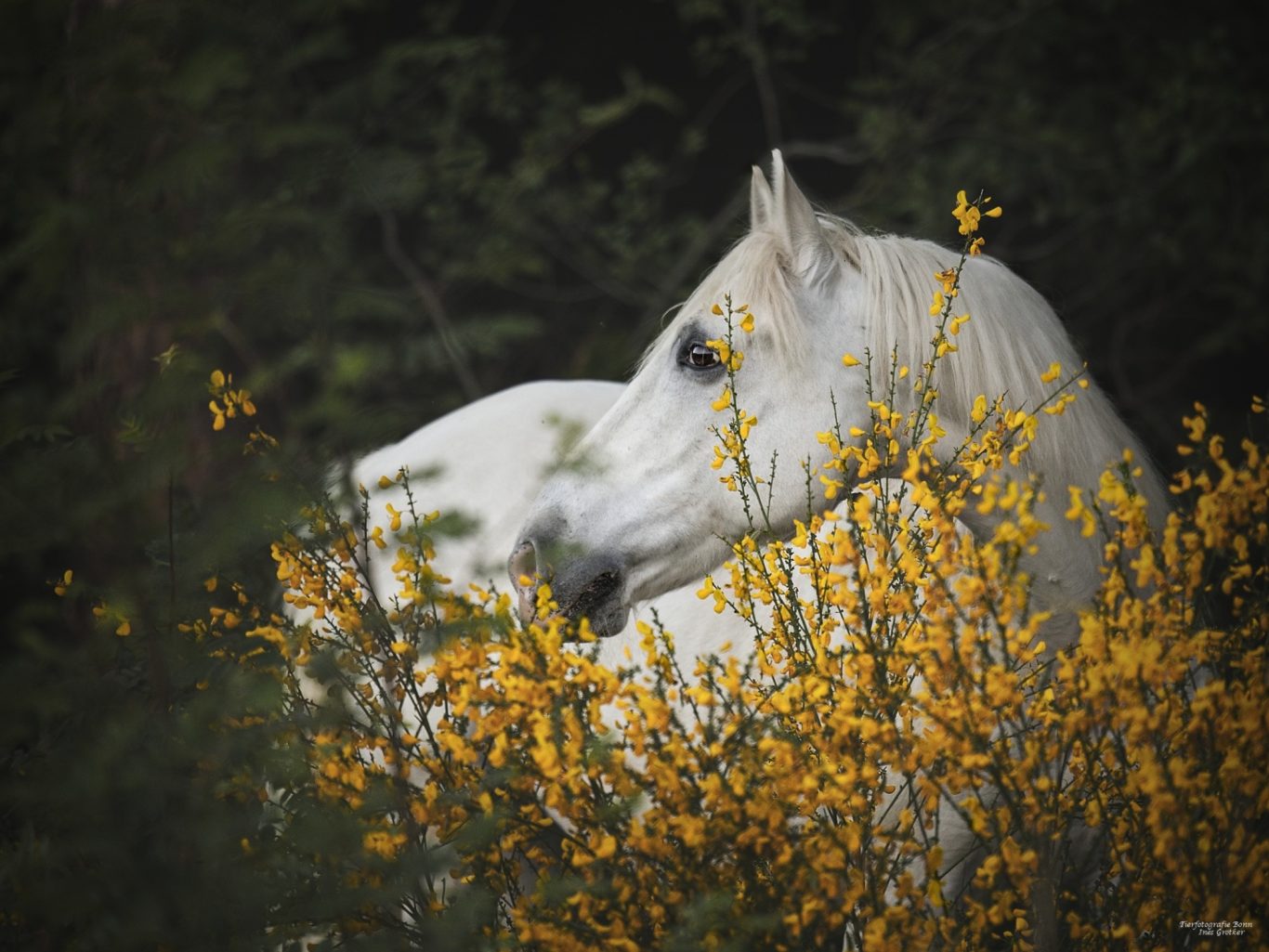 Weißes Pferd, das zwischen gelben Blütenständen steht.