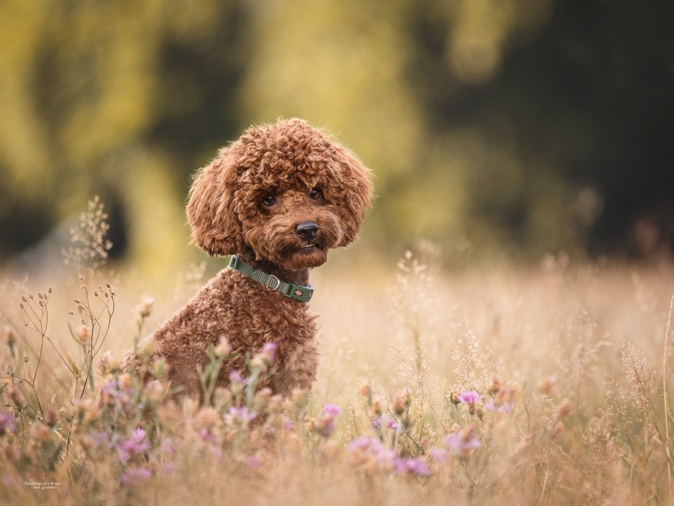 Brauner Pudel sitzt in einem blühenden Feld mit hohen Gräsern.