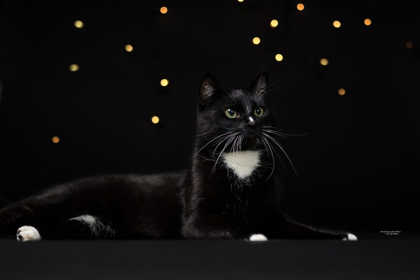 Schwarze Katze mit weißer Brust, liegt entspannt vor einem dunklen Hintergrund mit funkelnden Lichtern.