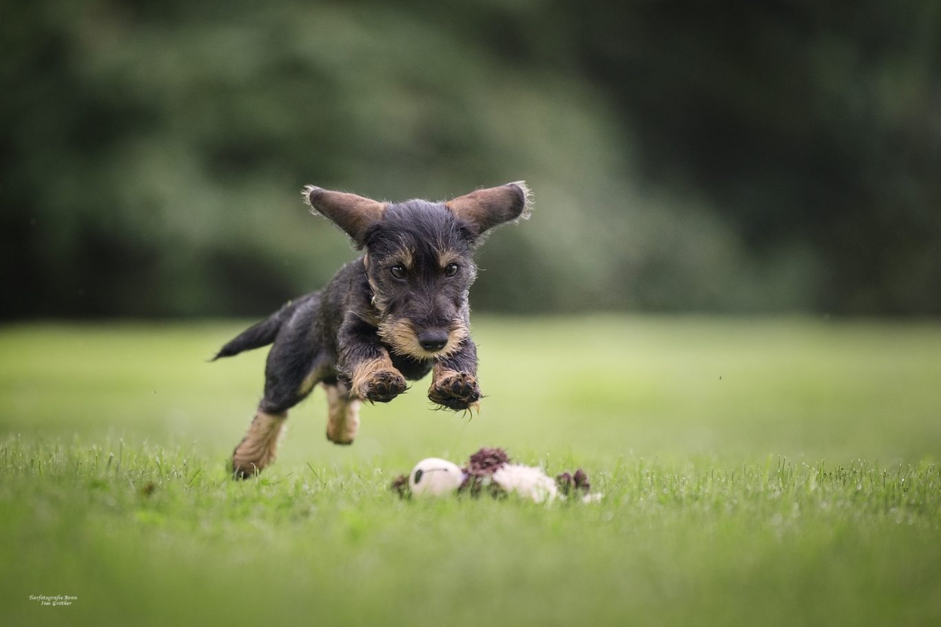 Ein schwarzer Welpe springt fröhlich über das Gras zu einem Spielzeug.
