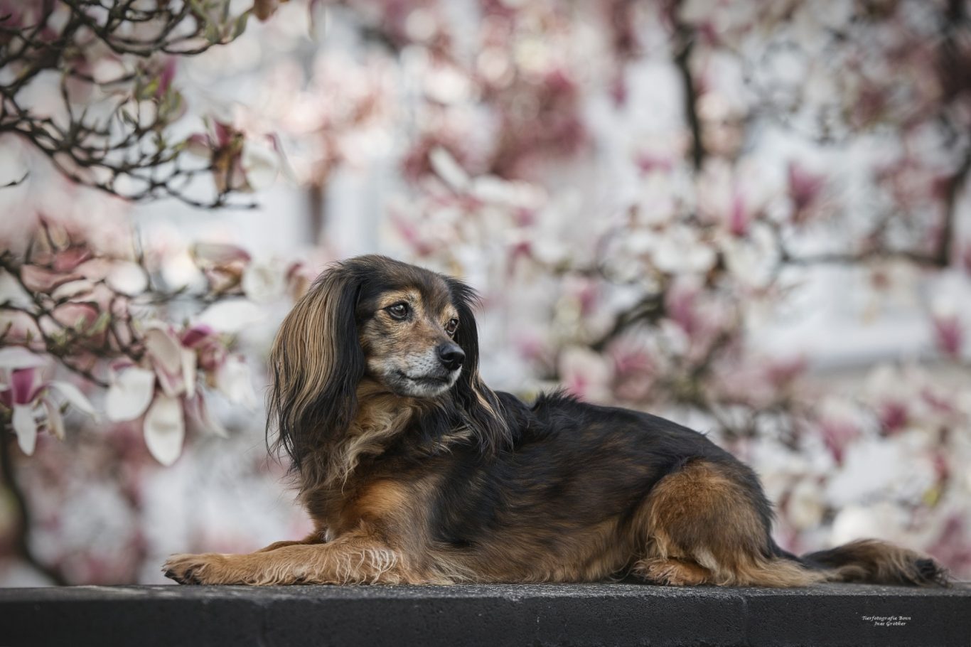 Ein Hund liegt entspannt vor blühenden Magnolienbäumen.
