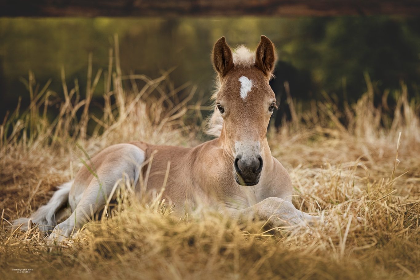 Ein Fohlen liegt entspannt im hohen Gras.