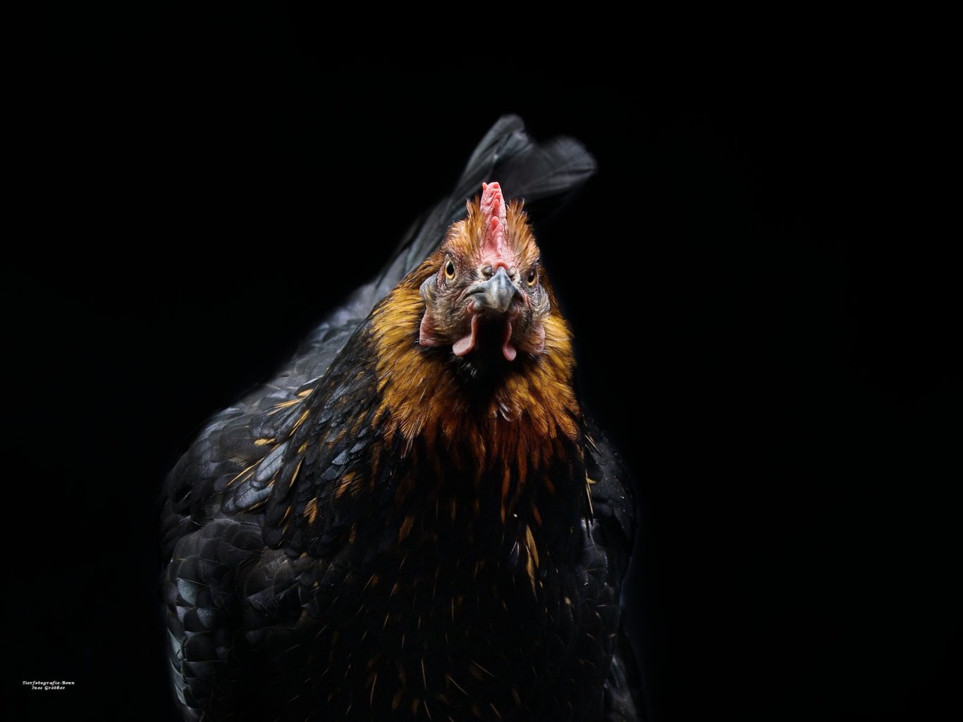 Schwarze Henne mit prächtigen, orangefarbenen Federn und auffälligem Kamm.