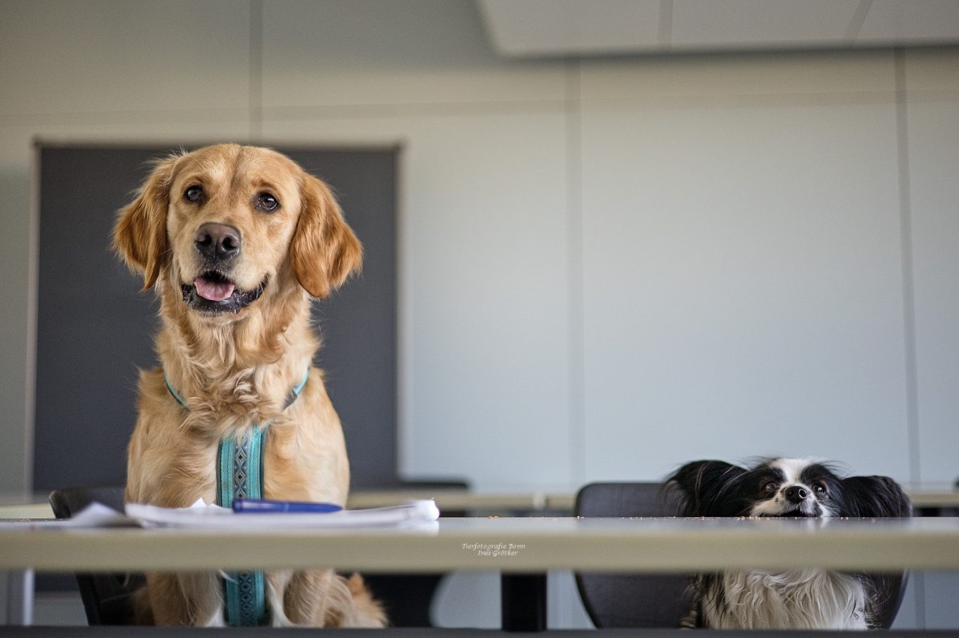 Ein Labrador sitzt am Tisch, ein kleiner Hund liegt daneben.