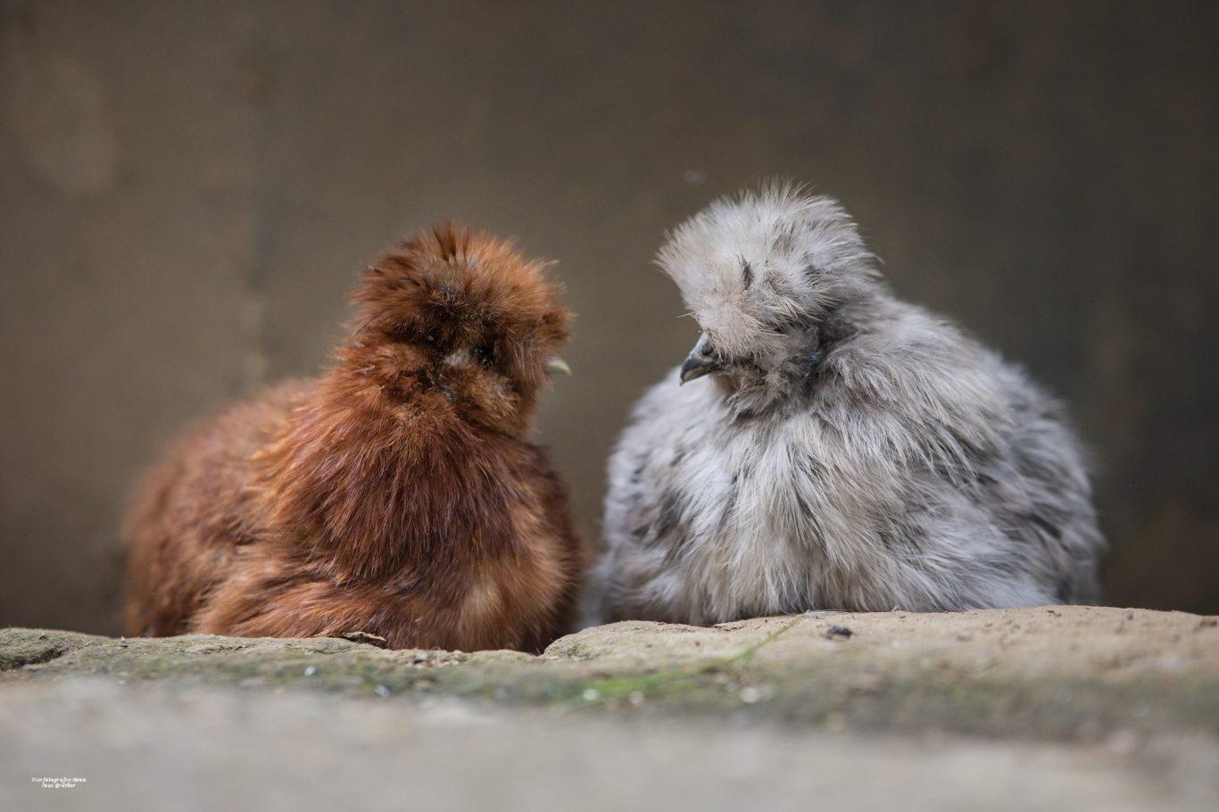 Zwei flauschige Hühner, eins braun und eins grau, sitzen nebeneinander.