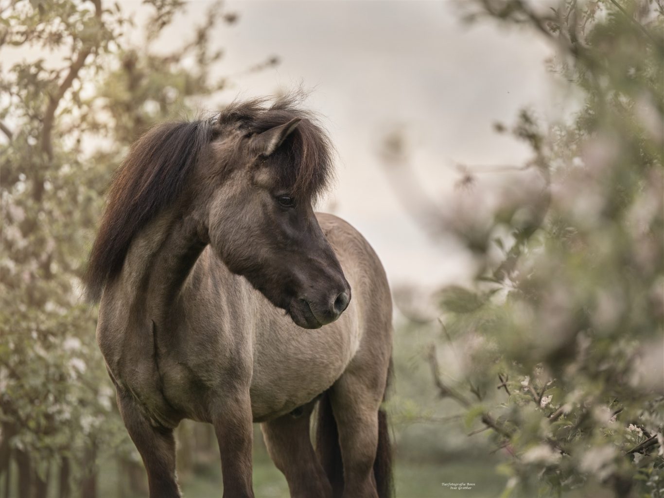 Ein braunes Pferd steht zwischen blühenden Bäumen in einer ländlichen Umgebung.