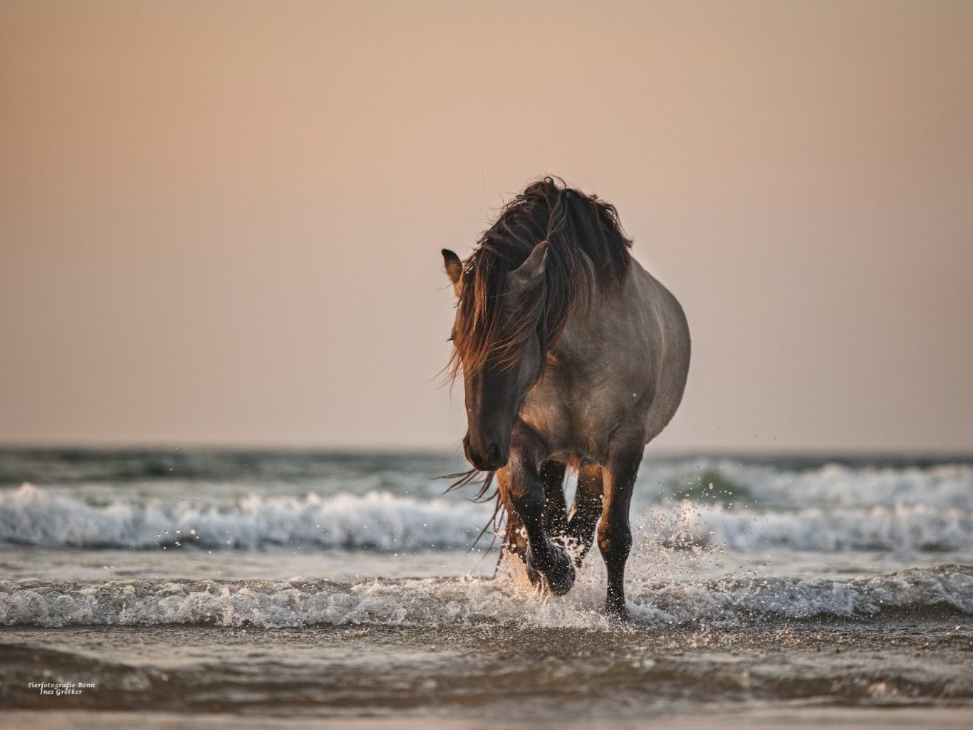 Wildpferd, das durch seichte Wellen an einem Strand läuft, mit sanfter Abenddämmerung im Hintergrund.