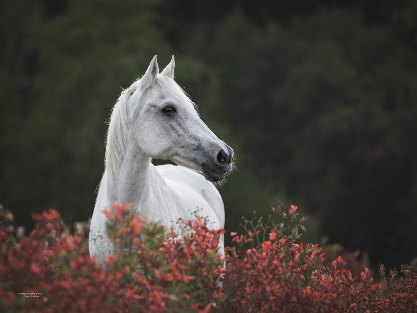 Ein weißes Pferd steht zwischen bunten Blumen vor einem grünen Hintergrund.
