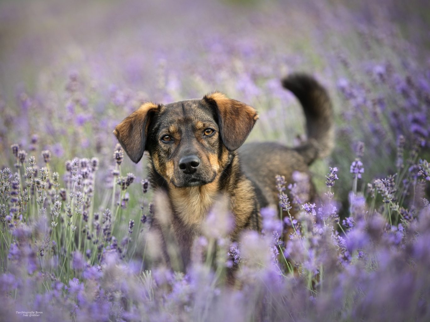 Ein Hund steht zwischen lila Lavendelblüten in einer blühenden Landschaft.