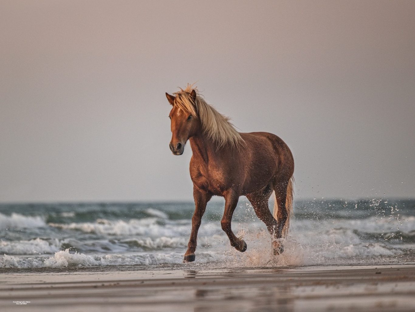 Pferd läuft am Strand entlang, Wellen schlagen sanft im Hintergrund.