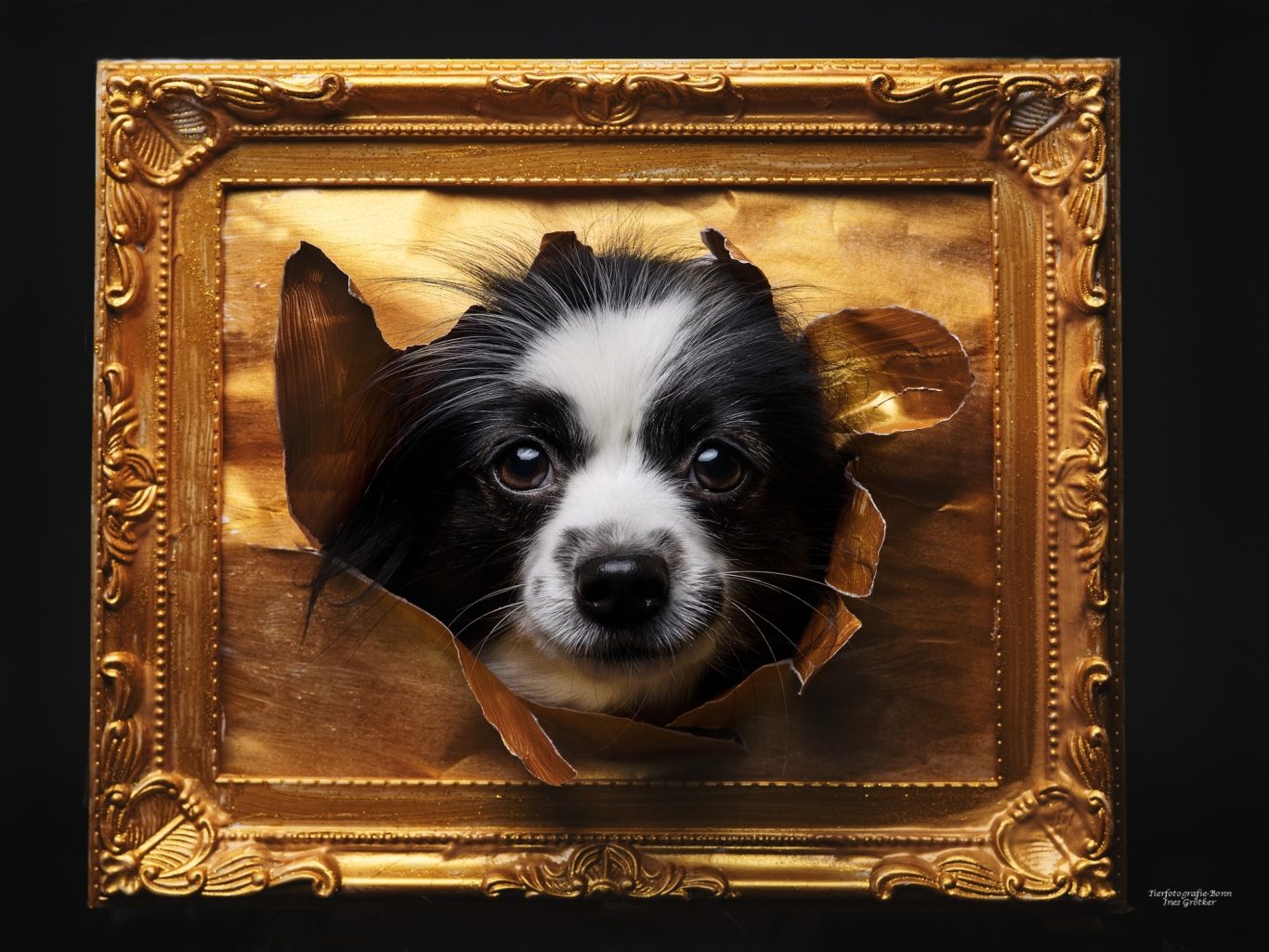 Schwarz-weißer Hund schaut durch einen rissigen goldenen Bilderrahmen.