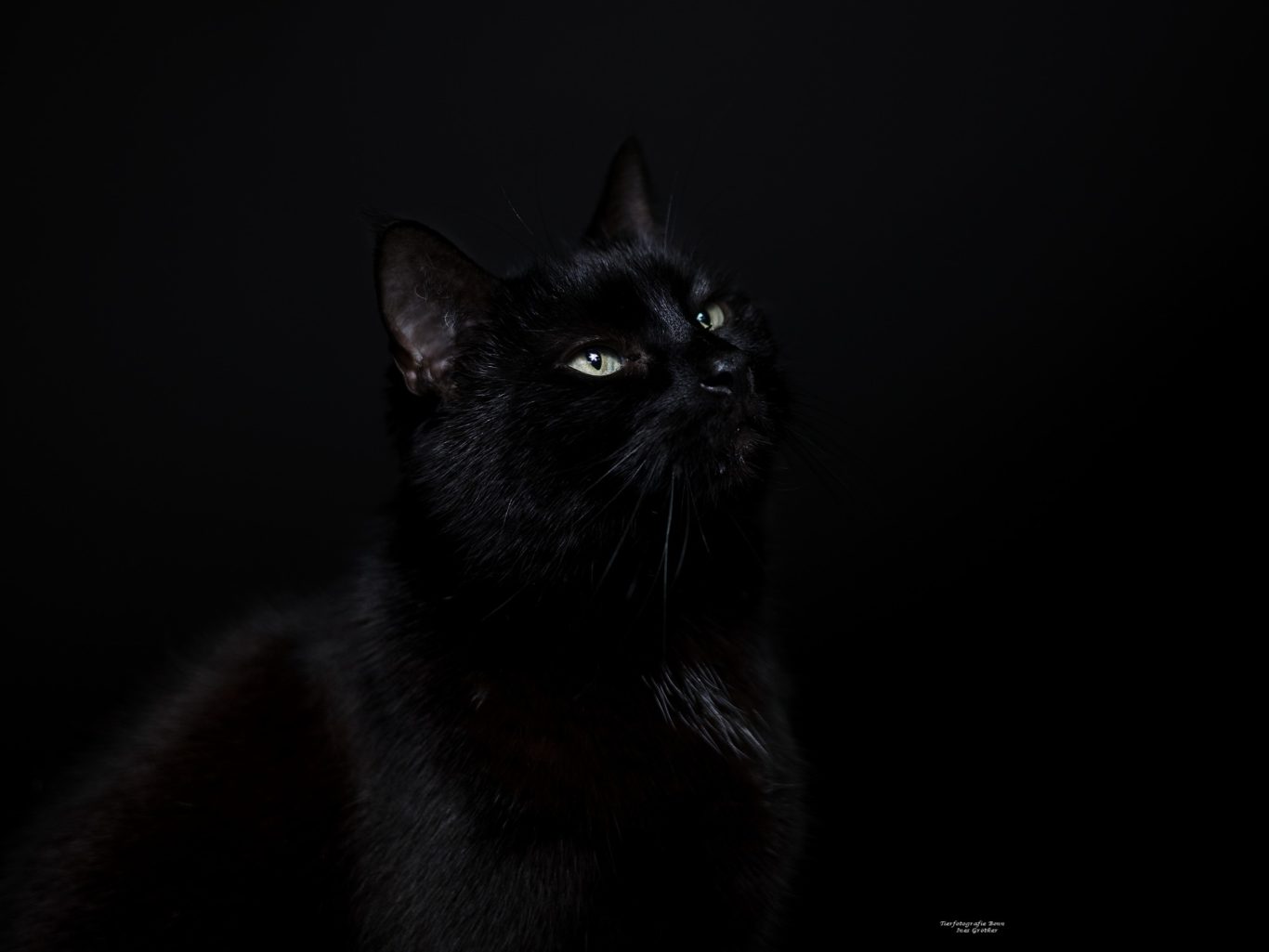 Schwarze Katze mit aufmerksamem Blick vor schwarzem Hintergrund.