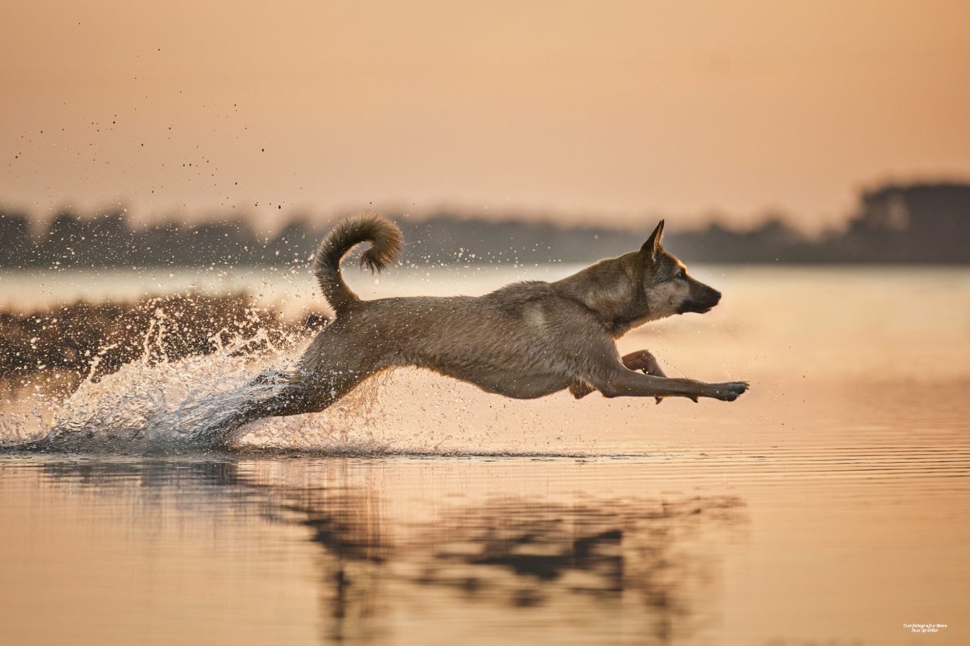 Ein Hund springt fröhlich ins Wasser bei Sonnenuntergang.
