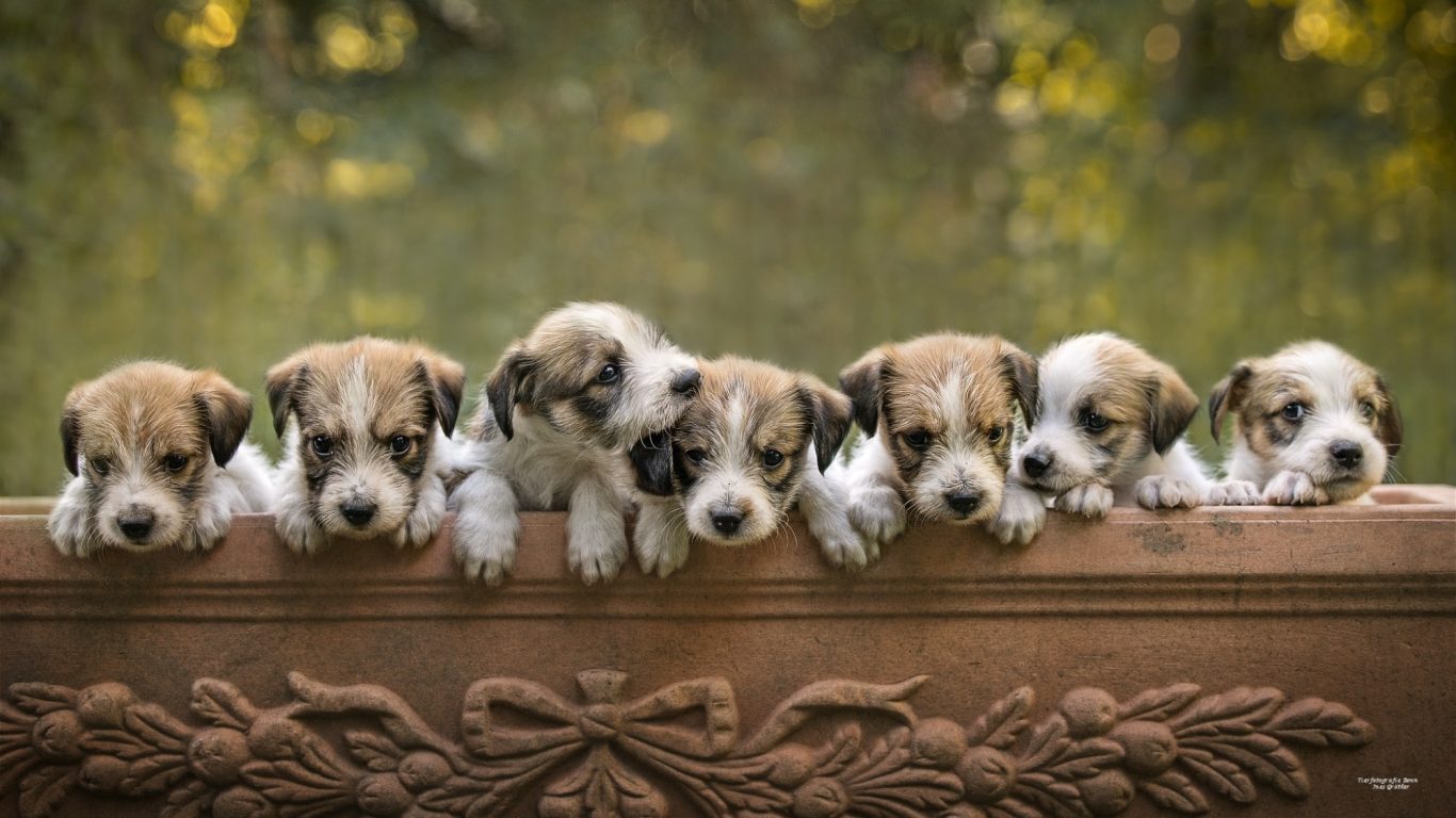 Sieben Welpen lehnen an einer Holzwand und schauen neugierig in die Kamera.