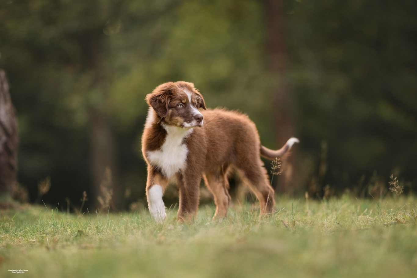 Brauner Australien Shepherd steht auf einer Wiese, umgeben von Bäumen.
