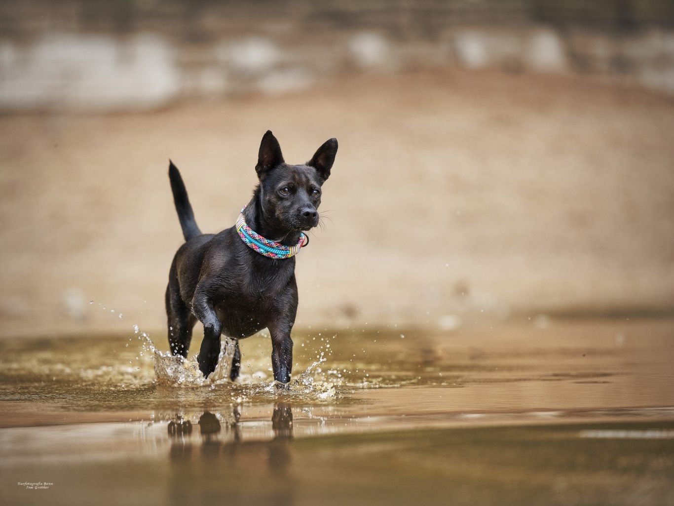 Schwarzer Hund steht im flachen Wasser und schaut nach vorne.