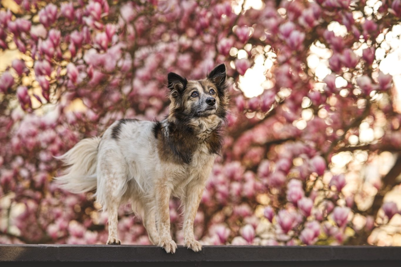 Ein Hund steht auf einem Geländer vor blühenden Magnolienbäumen.