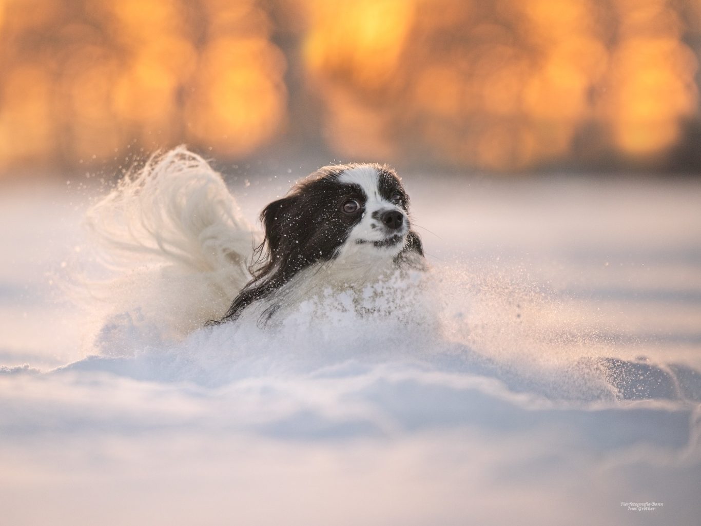 Schwarz-weißer Hund, der glücklich durch tiefen Schnee springt, im Hintergrund ein Sonnenuntergang.