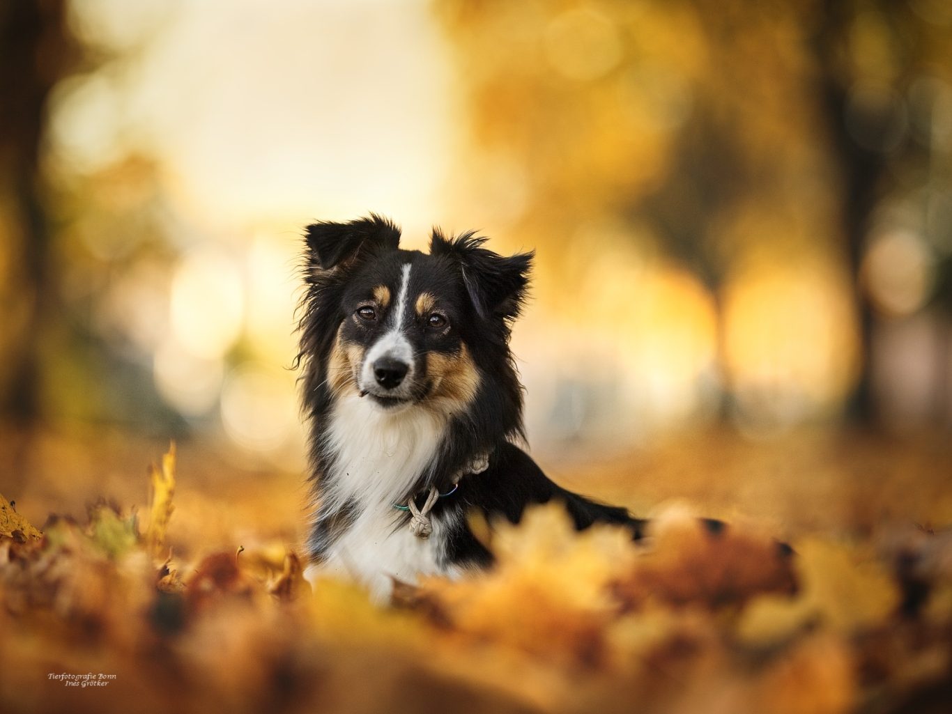 Ein Hund liegt in buntem Herbstlaub vor verschwommenem Hintergrund.