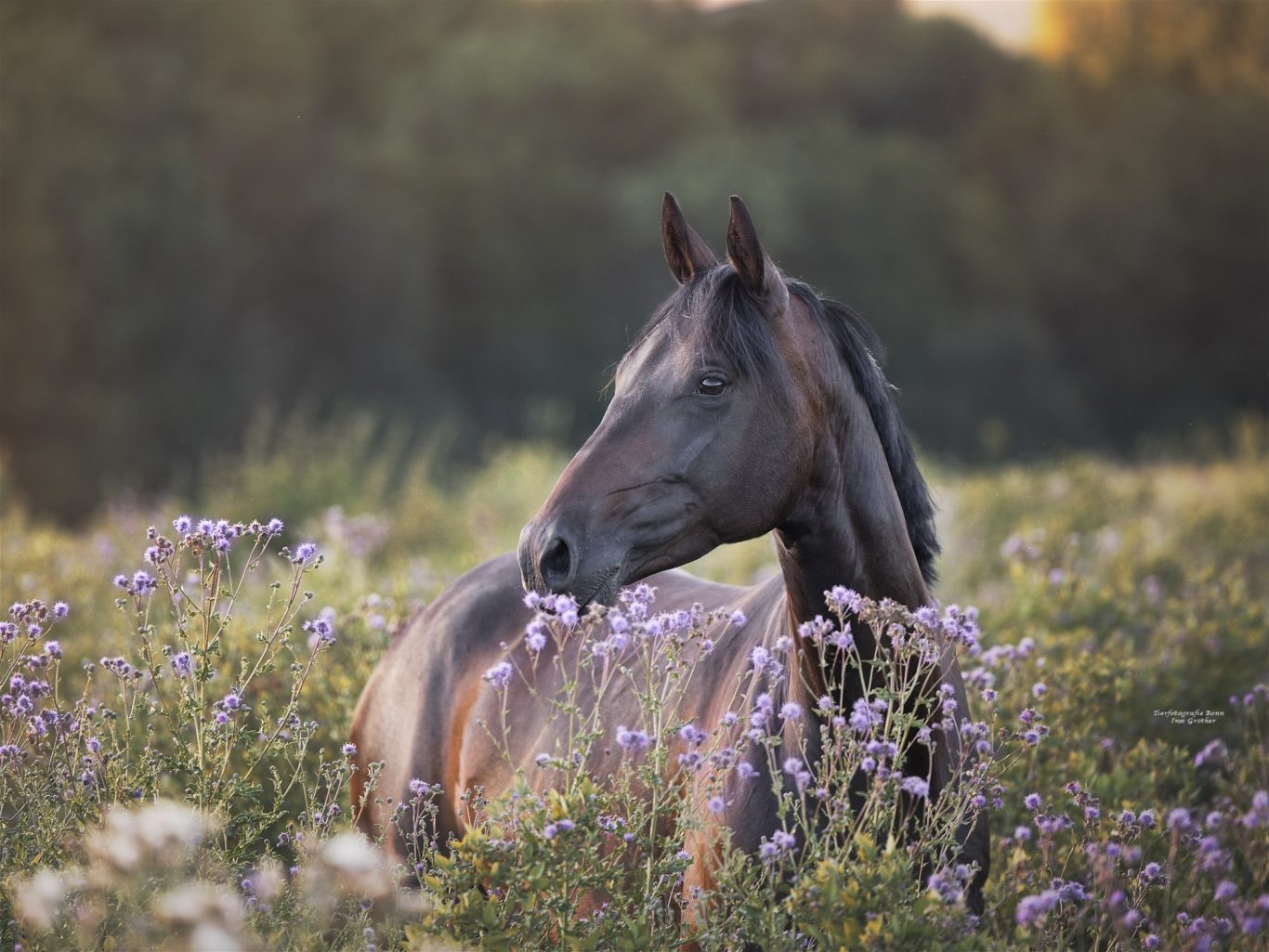 Ein braunes Pferd steht zwischen lila Blumen in einer natürlich grünen Wiese.