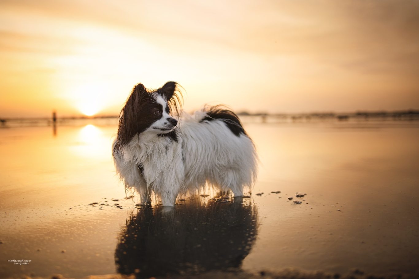 Hund steht in flachem Wasser am Strand bei Sonnenuntergang.