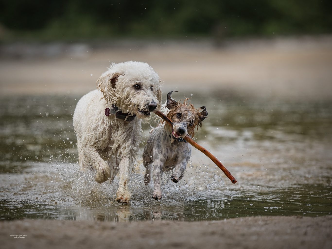 Zwei Hunde rennen fröhlich im Wasser, einer trägt einen Stock im Mund.